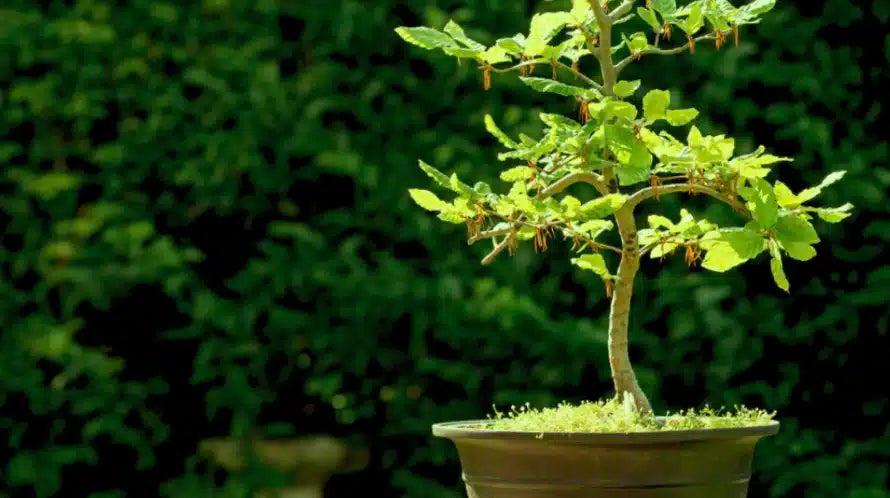 Intergenerational Wisdom | Transplanting The Bonsai With Ethan & David Nichtern